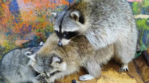 Истощенные еноты / Фото: 