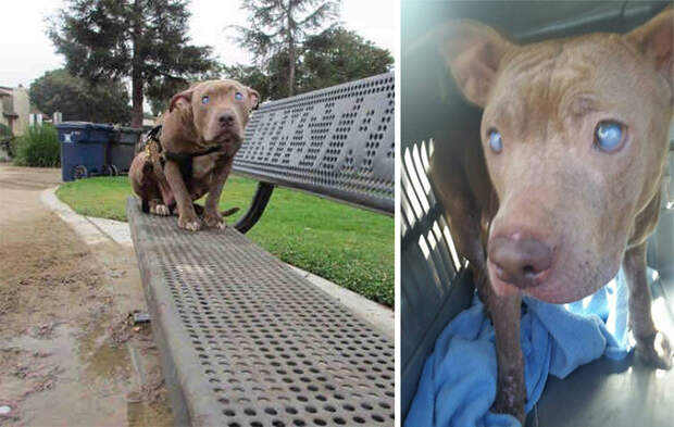 Слепая собака, брошенная на скамейке в парке, наконец, обрела любовь, которую заслуживает!