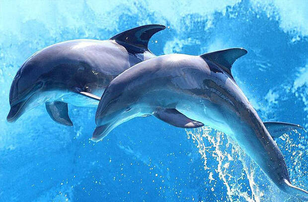 Дельфин животные, ритуал