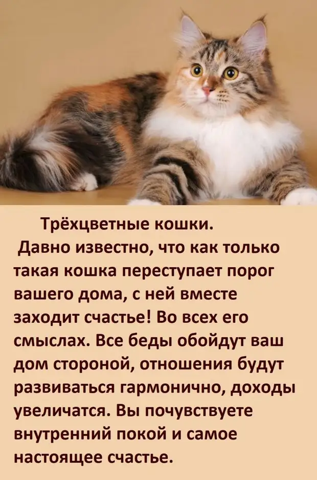 А ВЫ ЗНАЕТЕ, как цвет вашей кошки влияет на вашу судьбу?   Ссылка, первоисточник