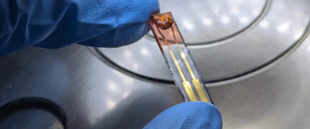 Новая система машинного зрения отчасти сделана из меда