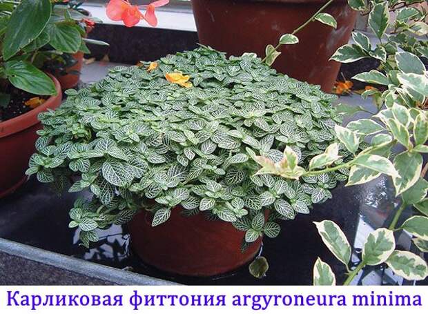 Карликовая фиттония Argyroneura Minima