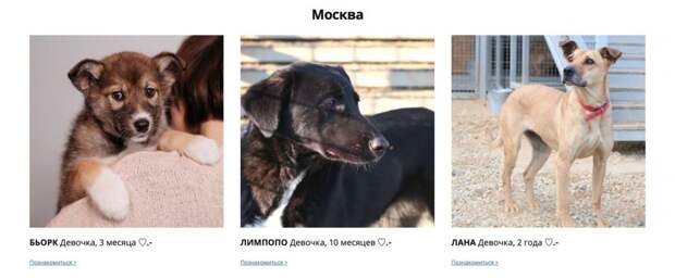 ИКЕА помогает животным из приюта найти хозяев