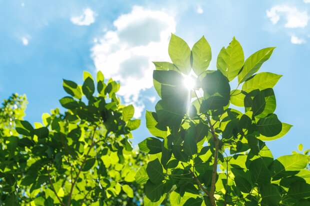 Что такое фотосинтез и как он происходит? Процесс и значение для жизни на Земле