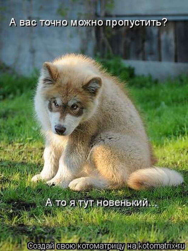 Лев и львица в снегу. Смешные картинки животных. Животные афоризмы. Доктор дулиттл 2020. Мой характер.