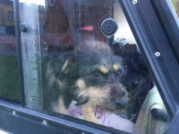 Картинки по запросу "фото пес в машине"