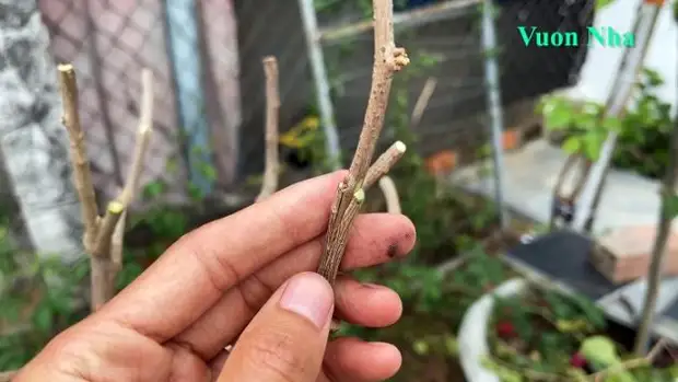 Как вырастить 5 разноцветных цветов на одном кусте. Соседи обзавидуются