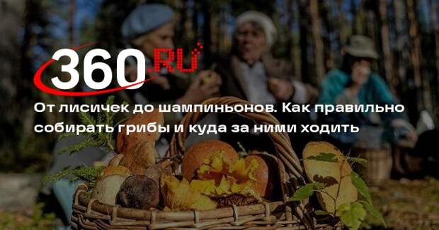 Миколог Комиссаров: собирать стоит только те грибы, в которых уверен