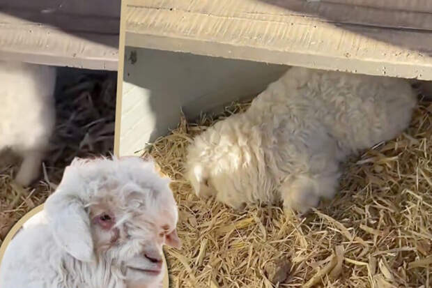 SCMP: ягненок, не подающий признаков жизни при взрослых, прославился в сети