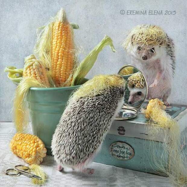 Тайная жизнь домашних ежиков Тайная жизнь домашних ежиков