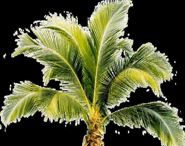 1495919173palm-tree-png-image-2494 (479x379, 78Kb)