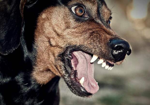 Стая агрессивных собак нападает на людей у радиоуниверситета в Рязани — соцсети