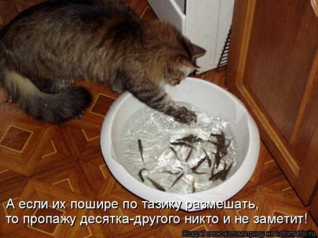 Новая котоматрица на Бугаге (44 фото)