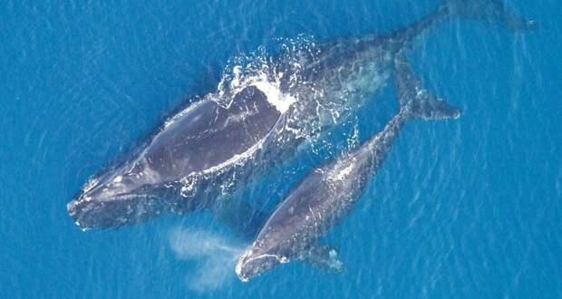 Южные киты спасаются от косаток, переходя на шепот