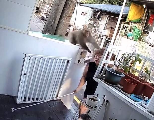Обезьяна украла еду из дома женщины, а затем ударила её
