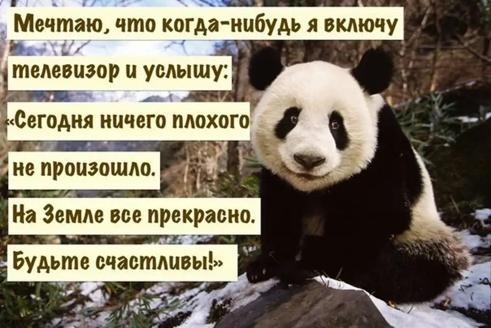 Включи что нибудь это. Панда в психологии. Включить что нибудь. Добро цитаты с зверьками. Мечтаю что когда нибудь включу телевизор и услышу.