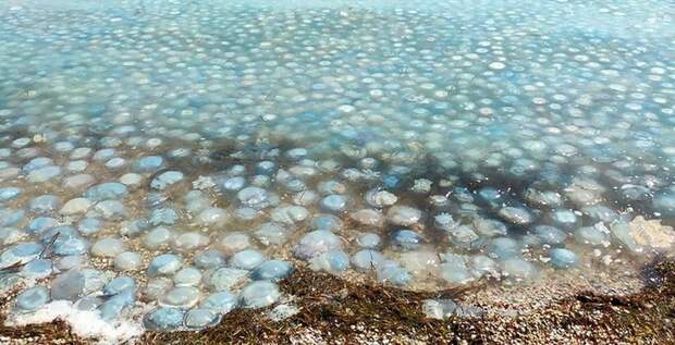 Азовское море перестало быть одним из самых продуктивных водоемов Северного полушария. Это произошло из-за...