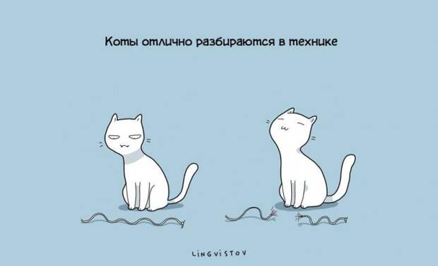 Преимущества жизни с котом
