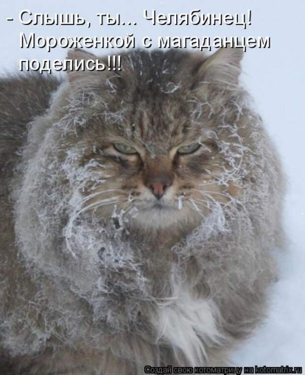 Свежая котоматрица (33 фото)