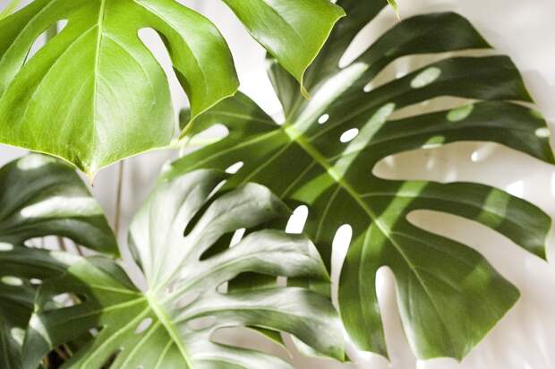 monstera-3979430_960_720 alt