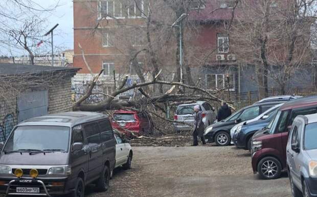 Падают деревья и вывески. Во Владивостоке продолжает бушевать ветер