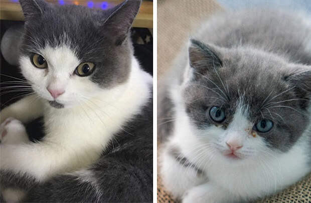 Кот-оригинал (слева) и котенок-копия по имени Чеснок (справа)