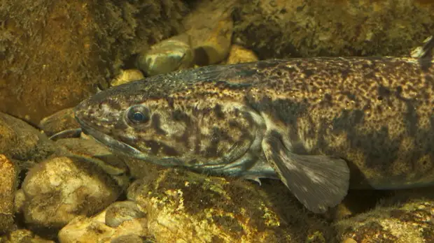 Эксперт оценил опасность тёплой зимы для налима