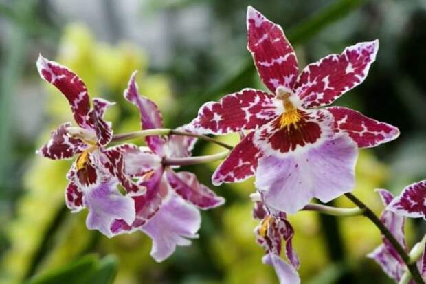 Орхидея вида «Одонтоглоссум» характеризуется наиболее сложным проведением ухода при выращивании в комнатных условиях