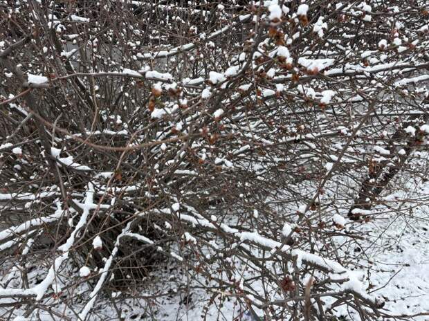 Снег на проводах и шторм у берега: Сочи готовится к удару непогоды