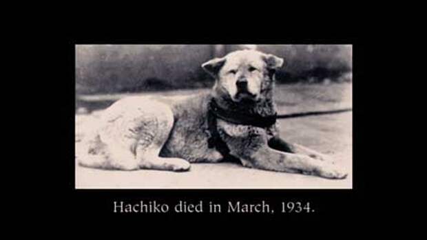 Реальная история с настоящей японской собакой Хатико c фото