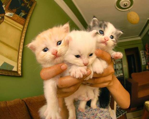 Позитивный микс (47фото)