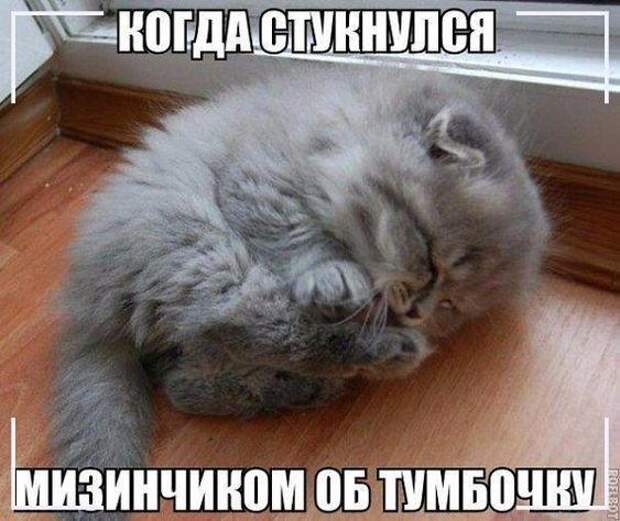Очень смешные и ржачные до слез картинки