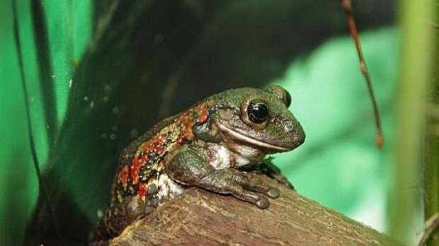 В зоопарке выбирают самую огненную красавицу