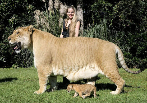 Фото самых больших животных