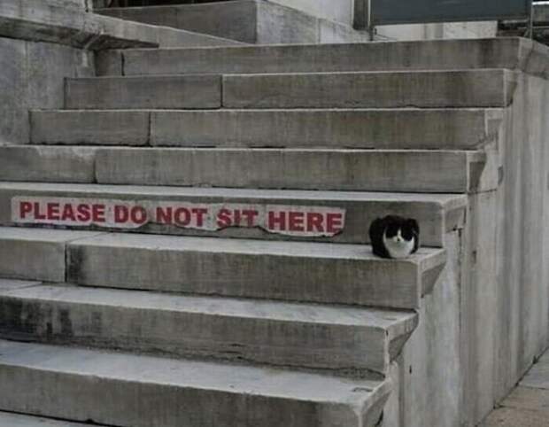 Котики, которые находятся в самых неожиданных местах