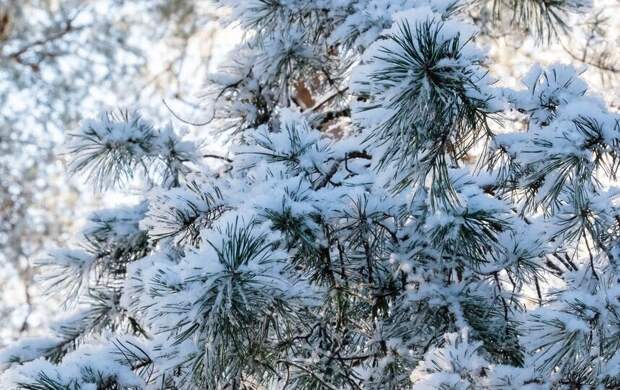 В Ленобласть придут морозы до -19 градусов и снегопад