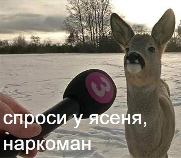 Интервью с косулей