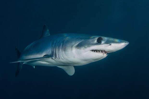 В акватории острова Русский заметили акулу опасную для человека