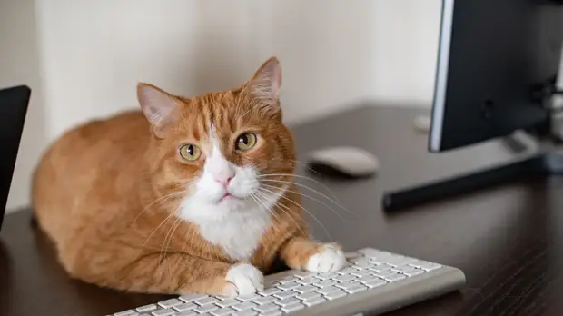 Депутат Госдумы Бурматов высказался об идее штрафов за неправильное обращение с животными