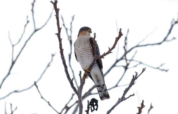 Записки астраханского натуралиста. Ястреб-перепелятник, санитар городских джунглей