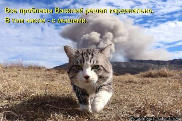 Лучшие котоматрицы недели (50 фото)