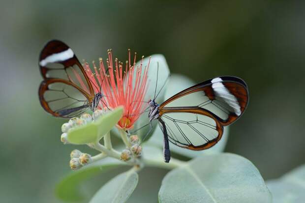 гусеницы и бабочки, куколка бабочка, превращение из гусеницы в бабочку