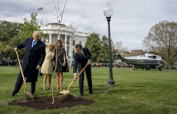 Сажающие дерево Трамп и Макрон стали героями фотожаб (41 фото)