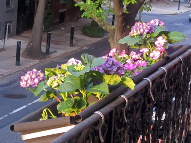 flowers-on-balcony-railing4-1.jpg