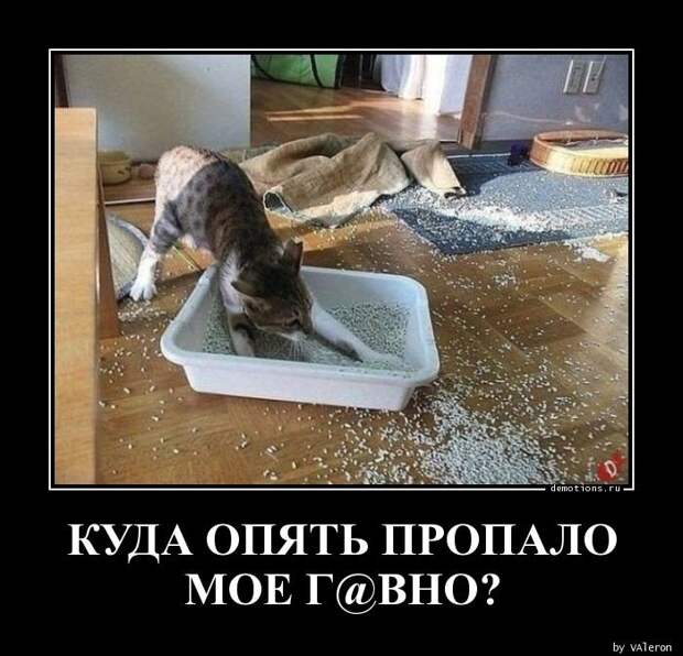 Куда опять пропало мое говно?! демотиватор, демотиваторы, жизненно, картинки, подборка, прикол, смех, юмор