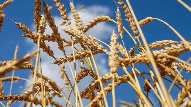 В США предрекли России один из лучших урожаев пшеницы в истории
