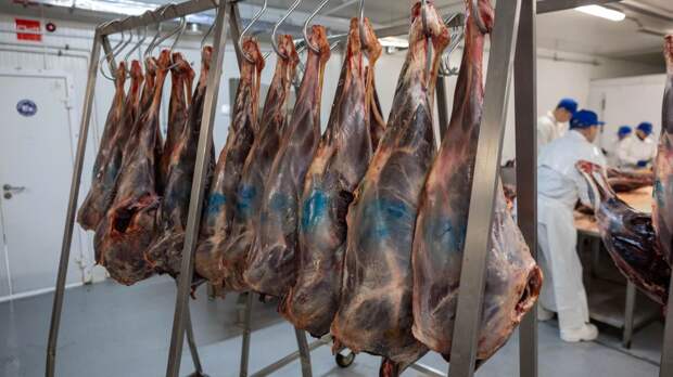 В Тазовском открылся четвертый убойный пункт по заготовке оленины