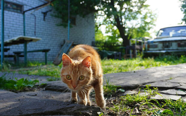 Исследование показало, что почти все рыжие кошки на самом деле коты. Все дело в гене