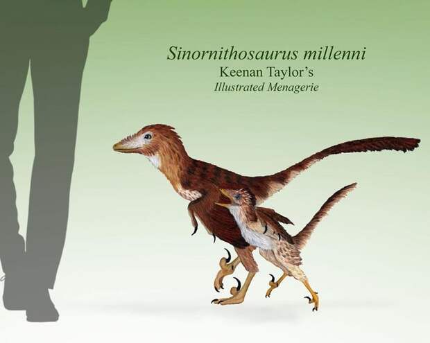 Хищная курочка и хищный цыплёнок вышли на прогулку со своим человеком.