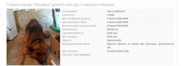 На Укрине изымают домашних животных и продают их за долги владельцев На Укрине изымают домашних животных и продают их за долги владельцев